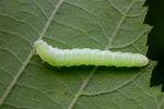 Monsoma pulveratum